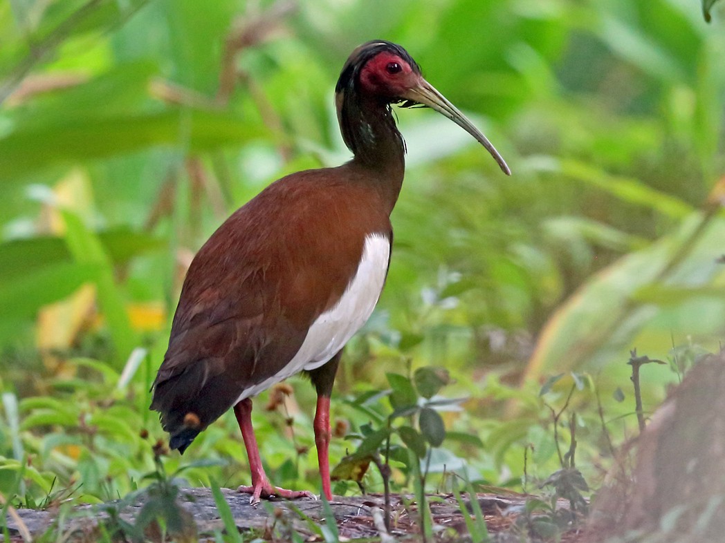 Madagascar Ibis - Nigel Voaden