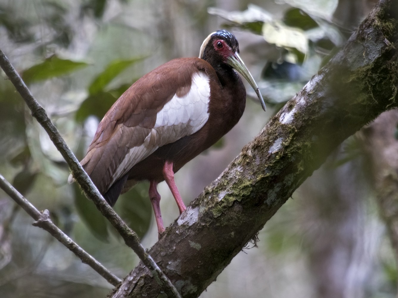 Madagascar Ibis - Zak Pohlen