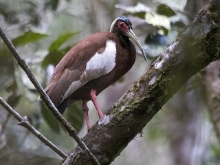  - Madagascar Ibis