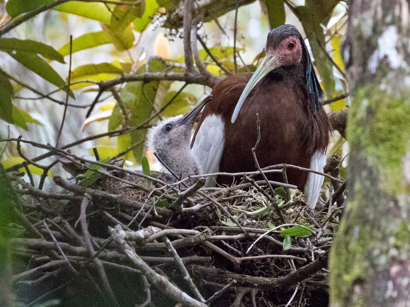 Madagascar Ibis - Sam Woods