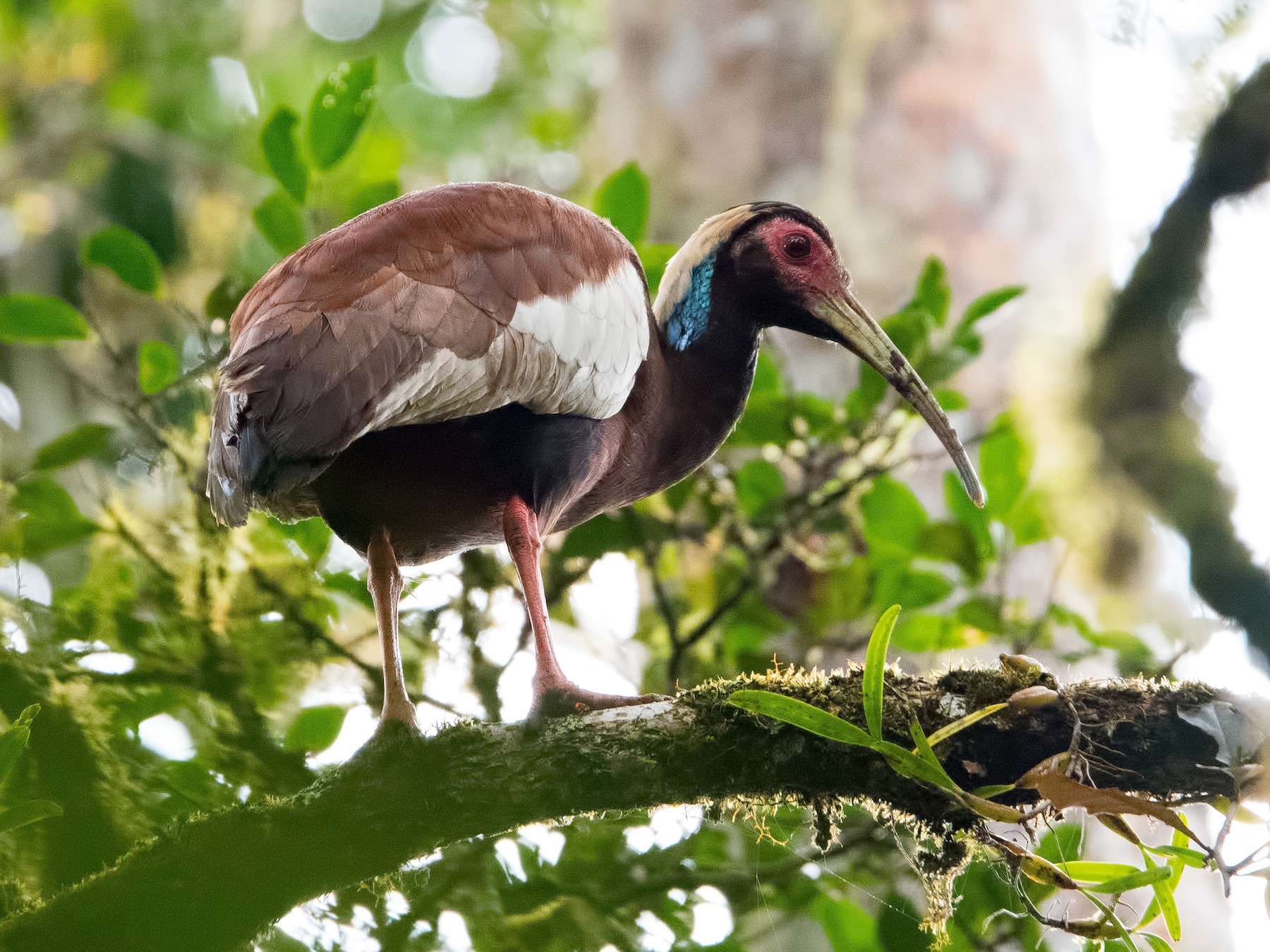 マダガスカルトキ Ebird