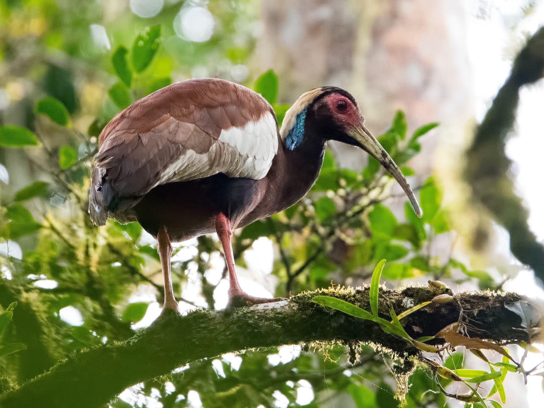 Madagascar Ibis - Shailesh Pinto