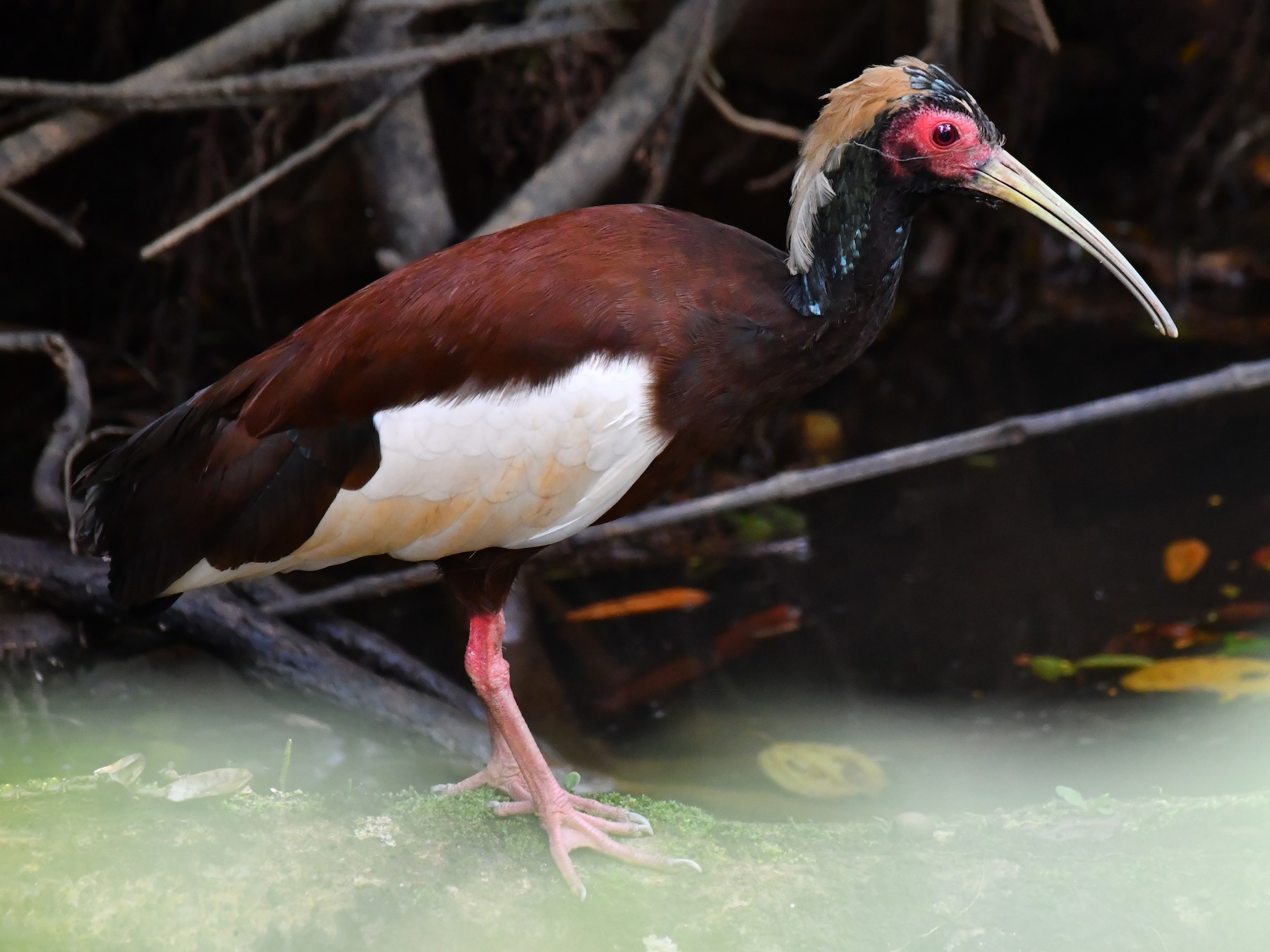 Madagascar Ibis - eBird