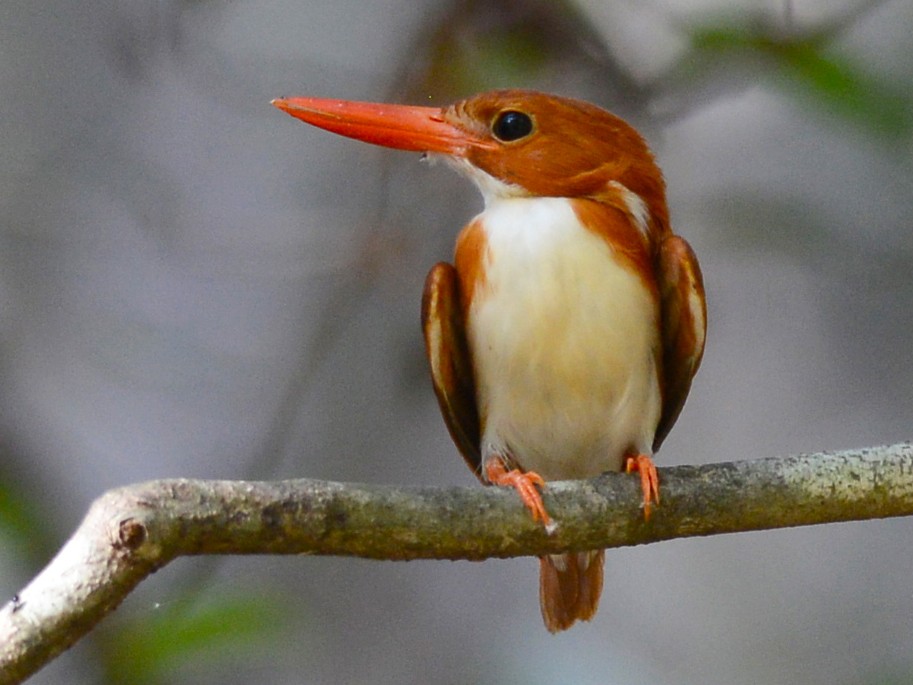 Madagascar Pygmy Kingfisher - Alan Van Norman