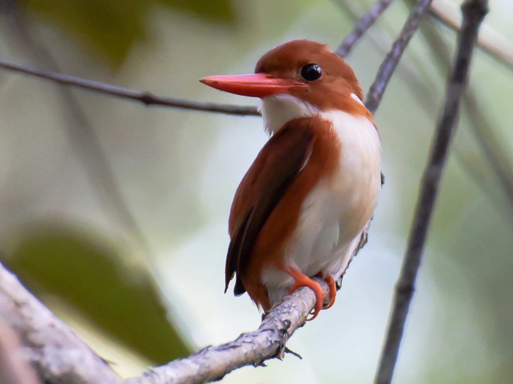 Madagascar Pygmy Kingfisher - Giuseppe Citino