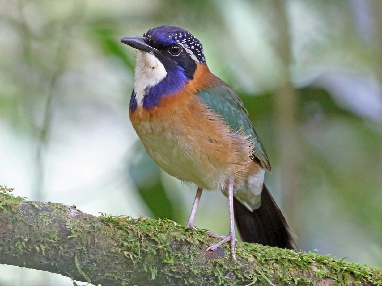 Pitta-like Ground-Roller - Nigel Voaden