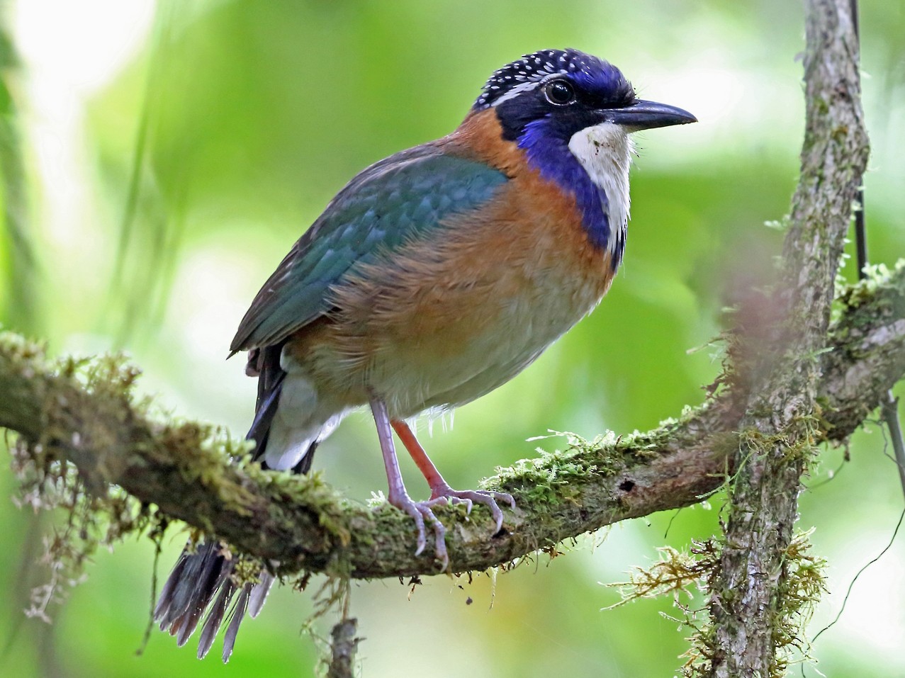 Pitta-like Ground-Roller - Nigel Voaden