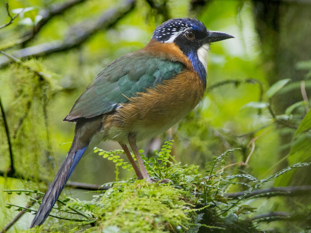 Pitta-like Ground-Roller - eBird