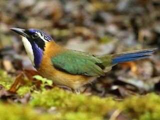 Pitta-like Ground-Roller - eBird