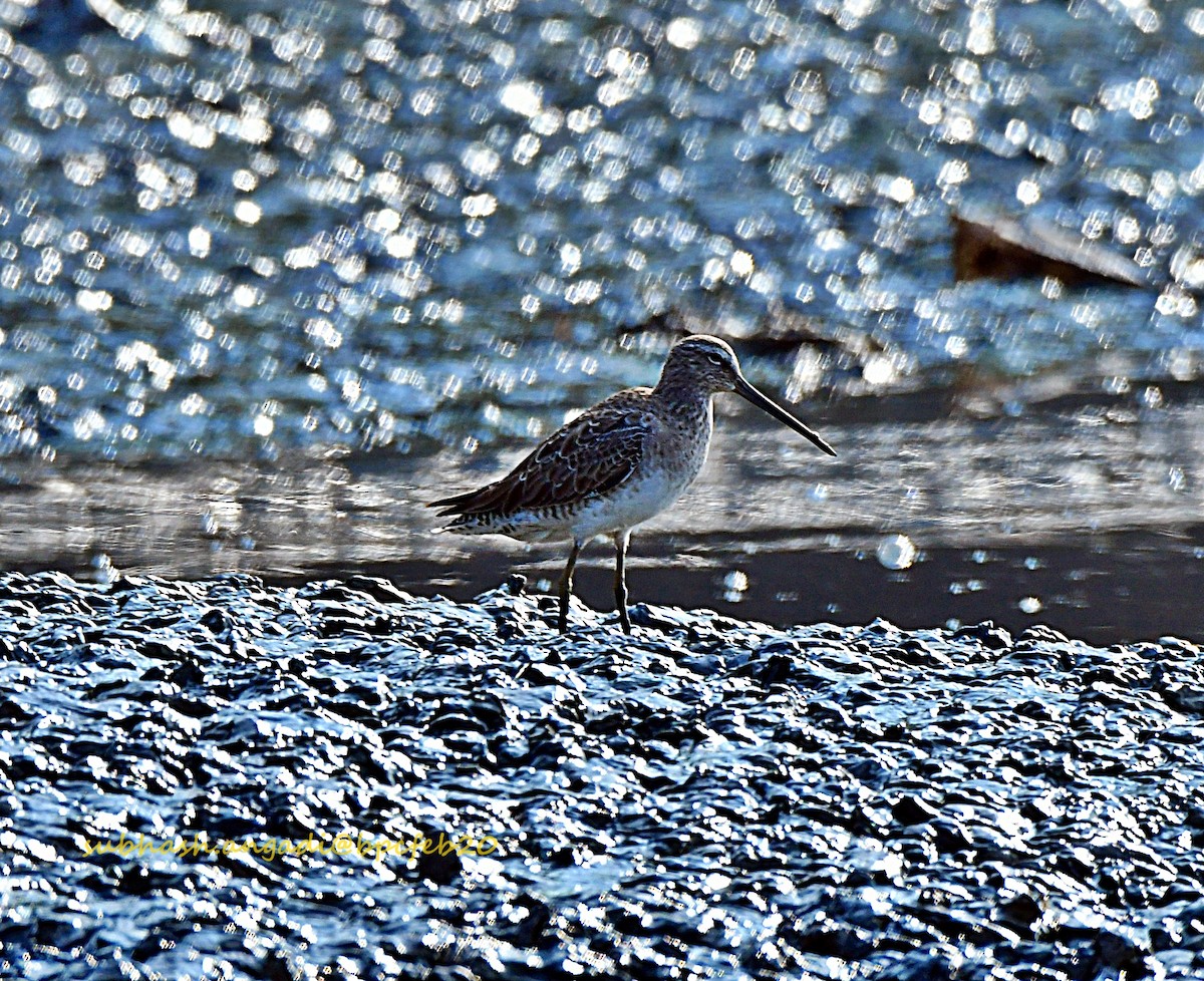 Long-billed Dowitcher - ML211873511