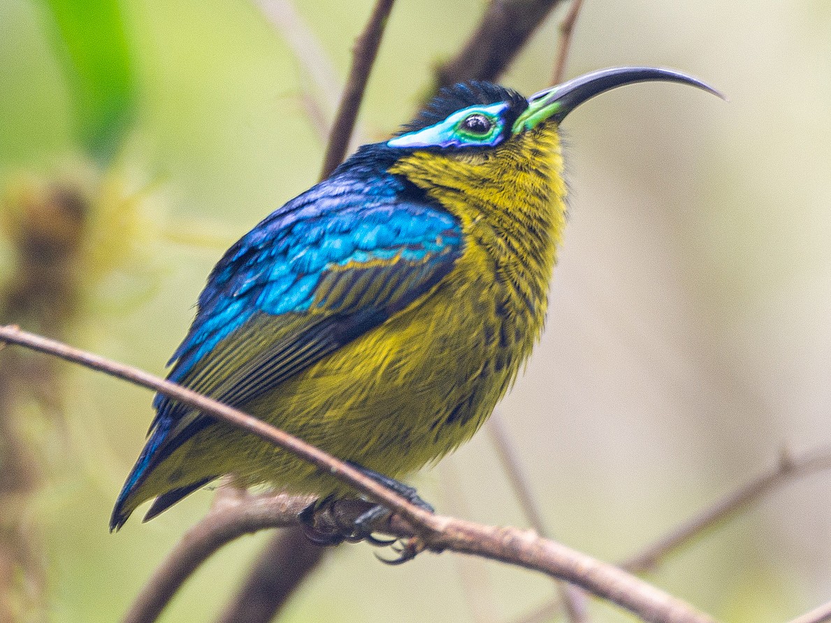 Common Sunbird-Asity - eBird