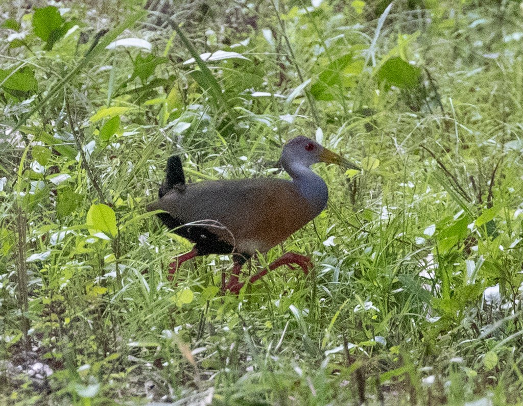 Russet-naped Wood-Rail - Lindy Fung