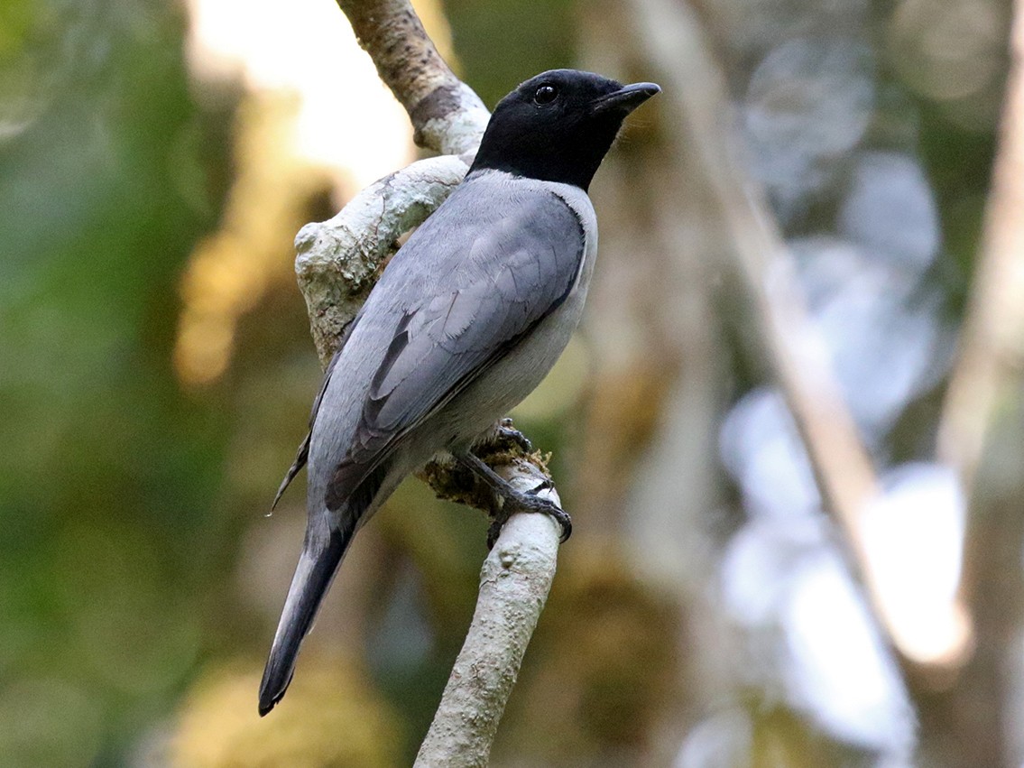 Madagascar Cuckooshrike - Charley Hesse TROPICAL BIRDING