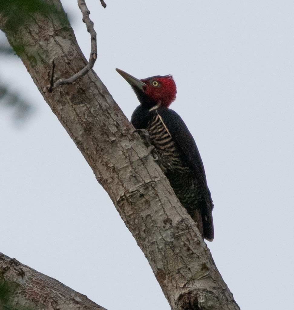 Pale-billed Woodpecker - Lindy Fung