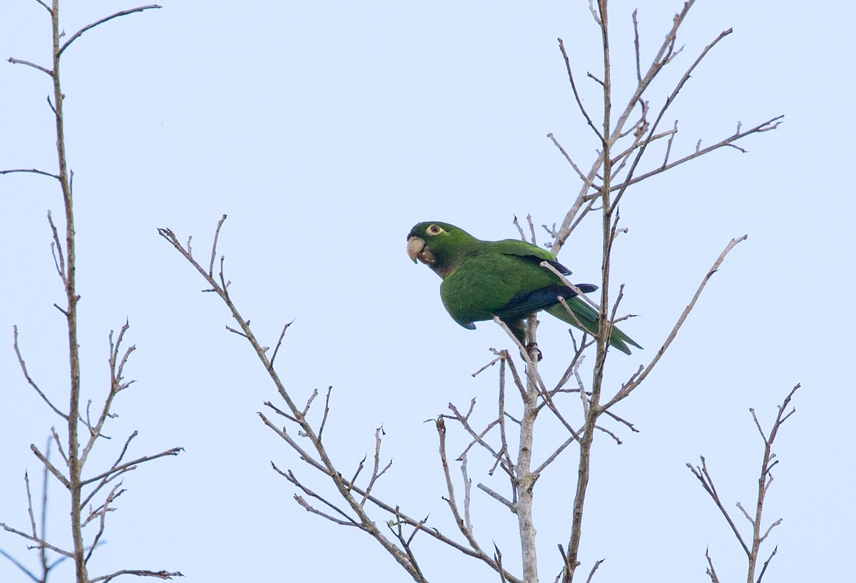 Olive-throated Parakeet - ML211876071