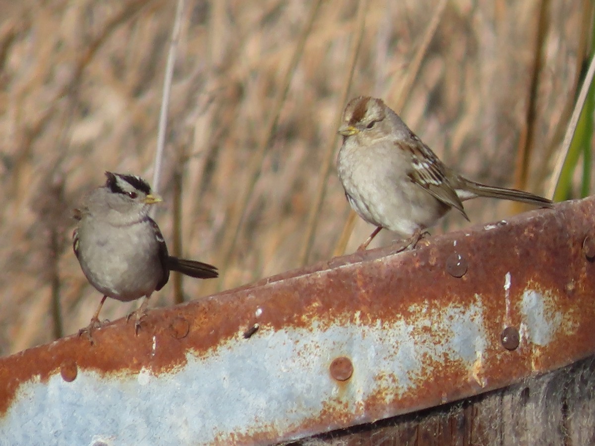 White-crowned Sparrow - ML211876101