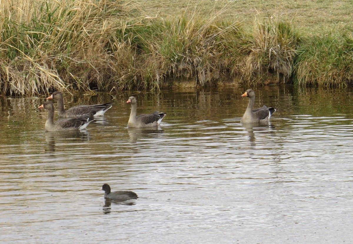 Greater White-fronted Goose - ML21187641