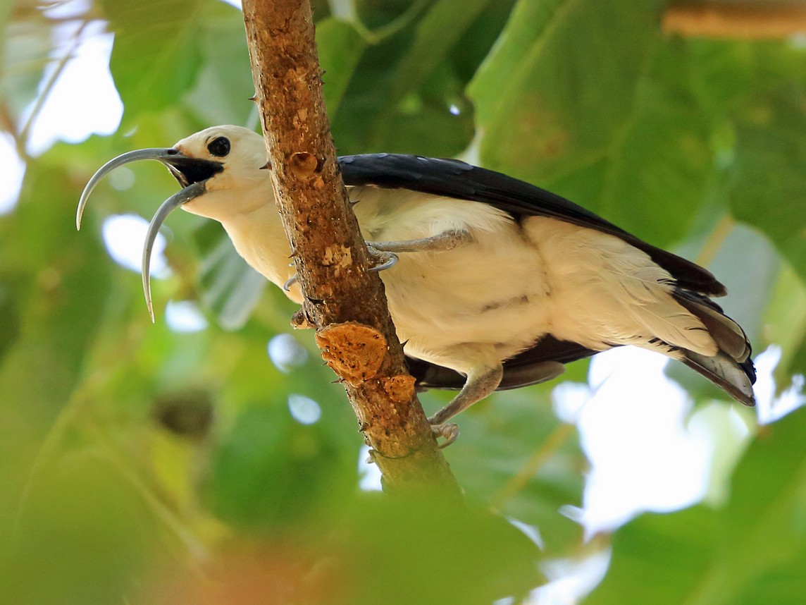 Sickle-billed Vanga - Nigel Voaden