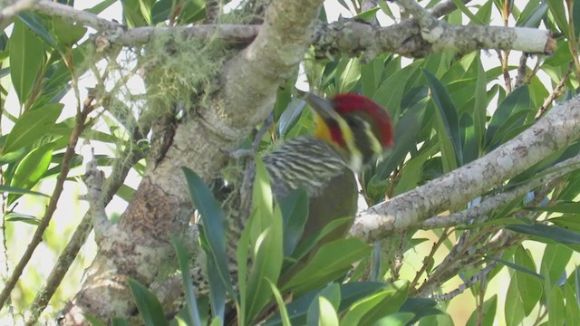 White-browed Woodpecker - ML211878191
