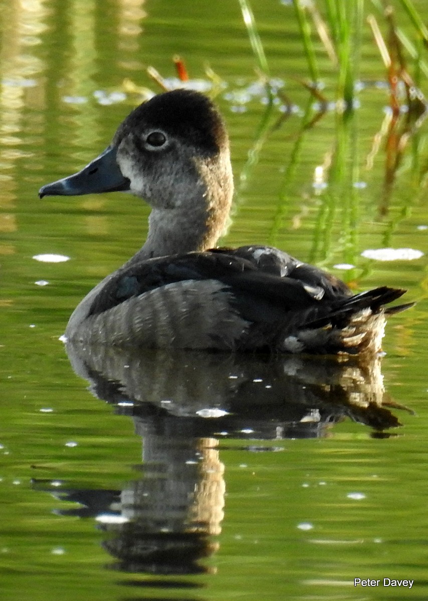 Ring-necked Duck - Peter Davey