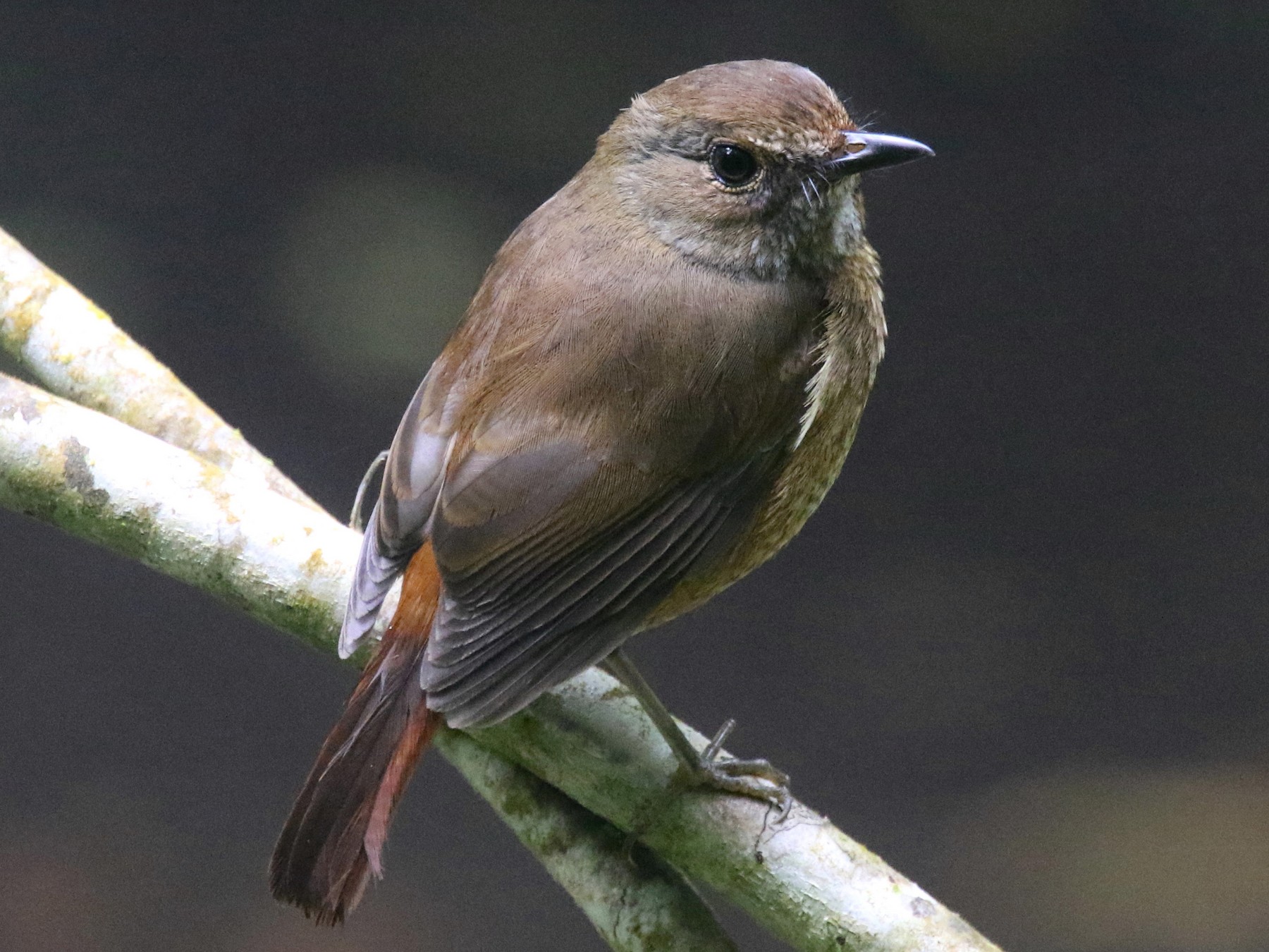 Amber Mountain Rock-Thrush - eBird