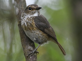 Молодая птица (Benson's) - Chris Courtaux - ML211878401