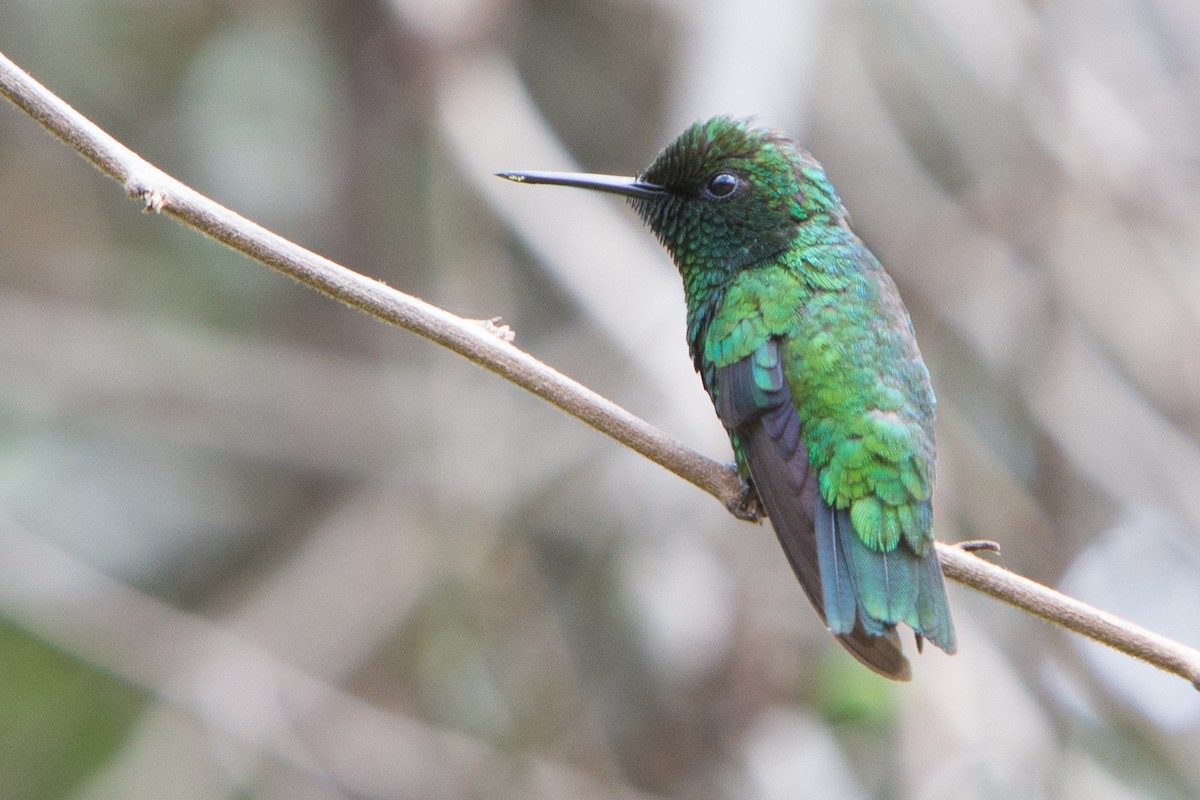 Green-tailed Emerald - Oswaldo Hernández Sánchez