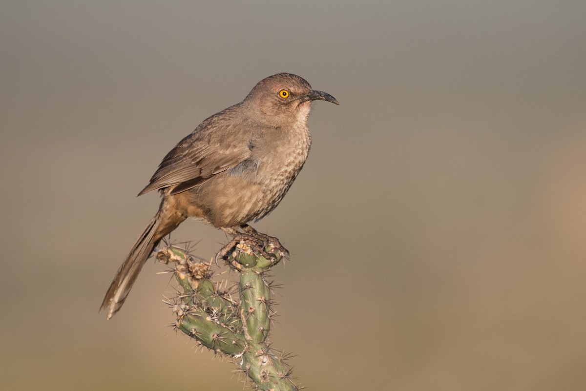 Curve-billed Thrasher - Kevin Pero