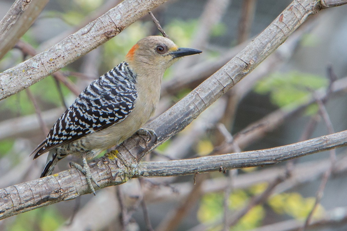 Red-crowned Woodpecker - ML211878871