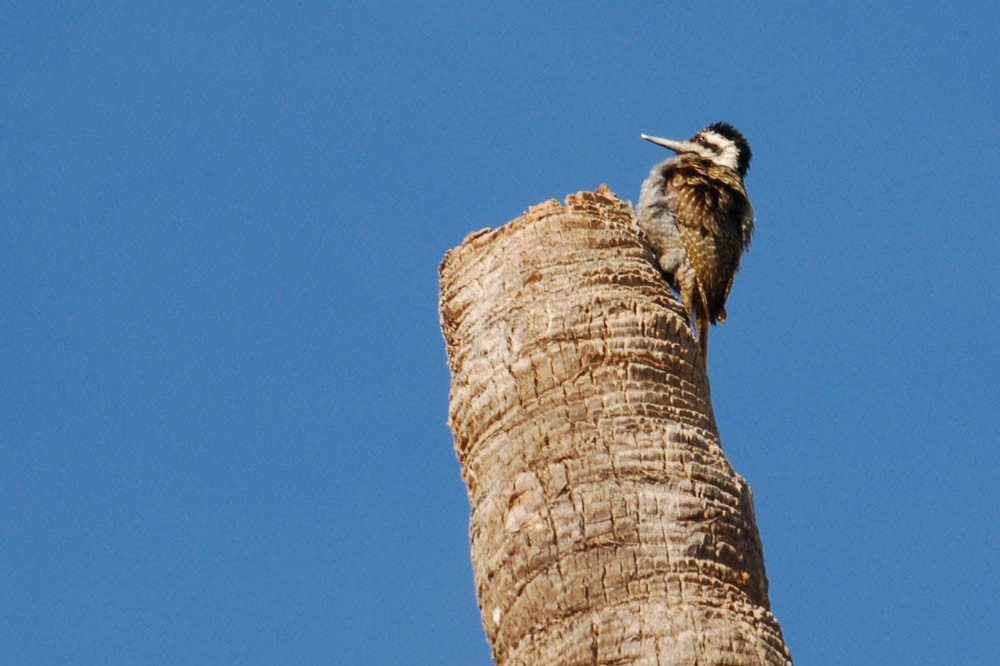 Bearded Woodpecker - Troy Hibbitts