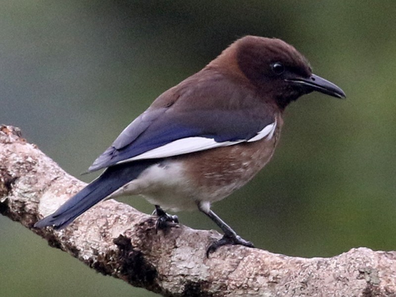  Madagascar Starling  eBird