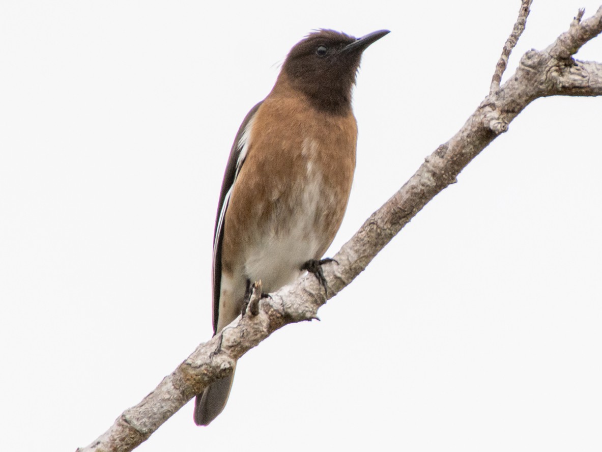 Madagascar Starling - Jean-Sébastien Guénette