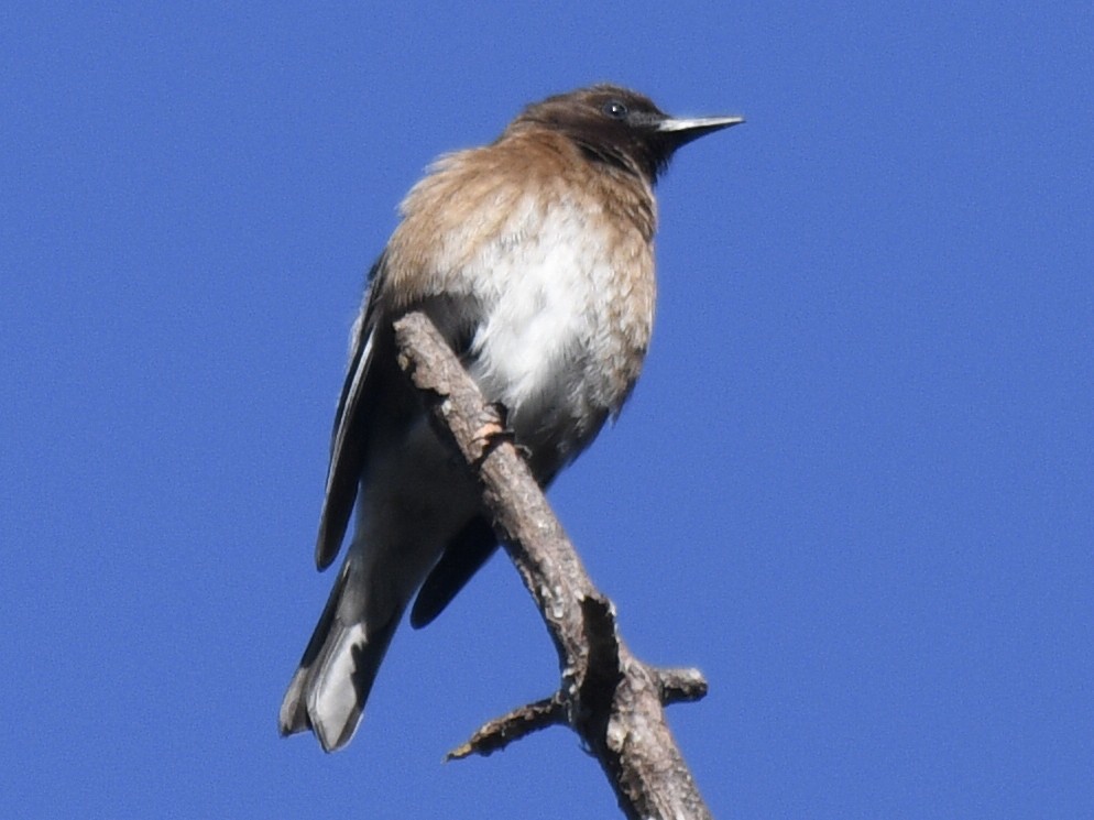 Madagascar Starling - Chris Courtaux