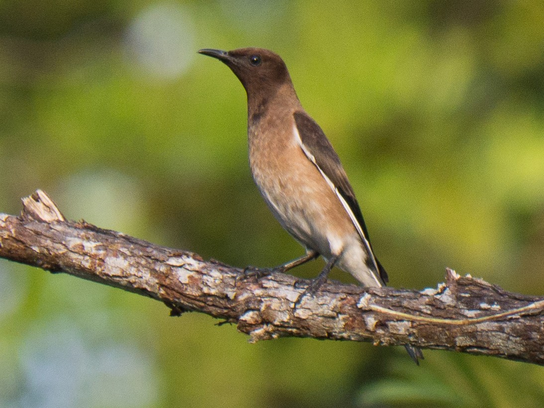 Madagascar Starling - Randall Siebert