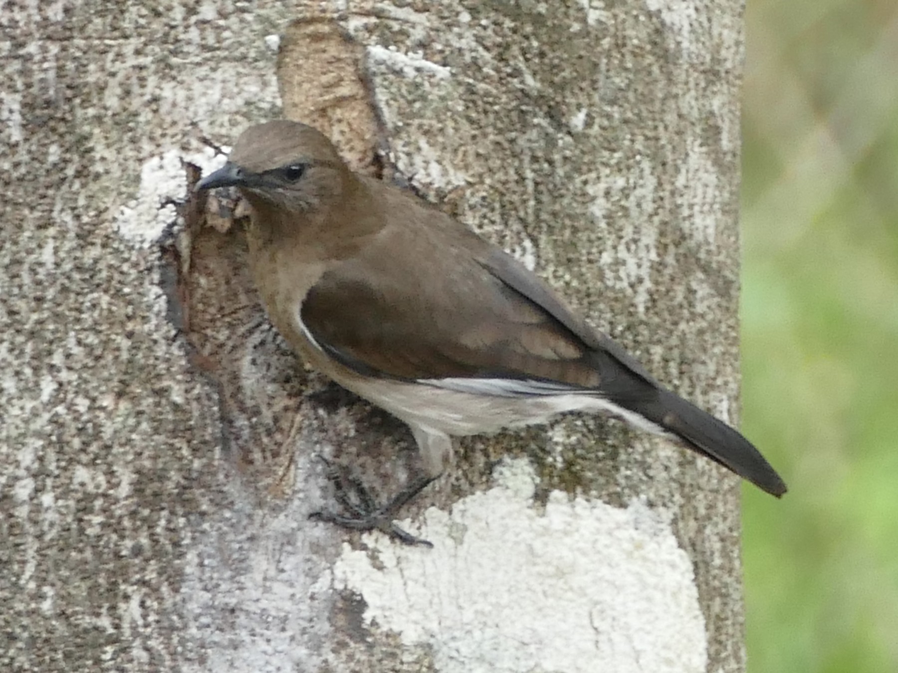 Madagascar Starling - Peter Kaestner