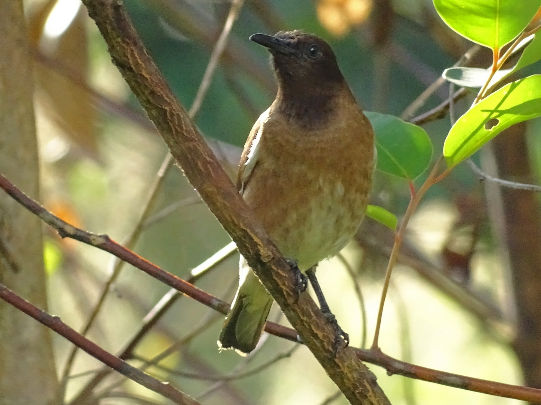  Madagascar Starling  eBird