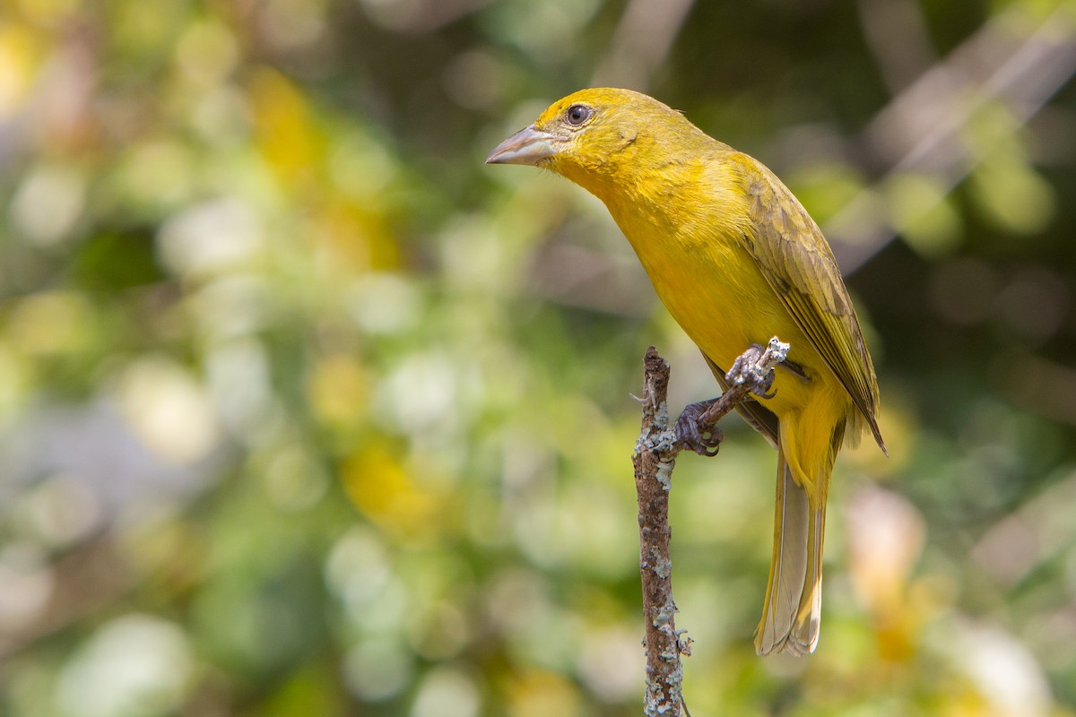 Hepatic Tanager - ML211879571