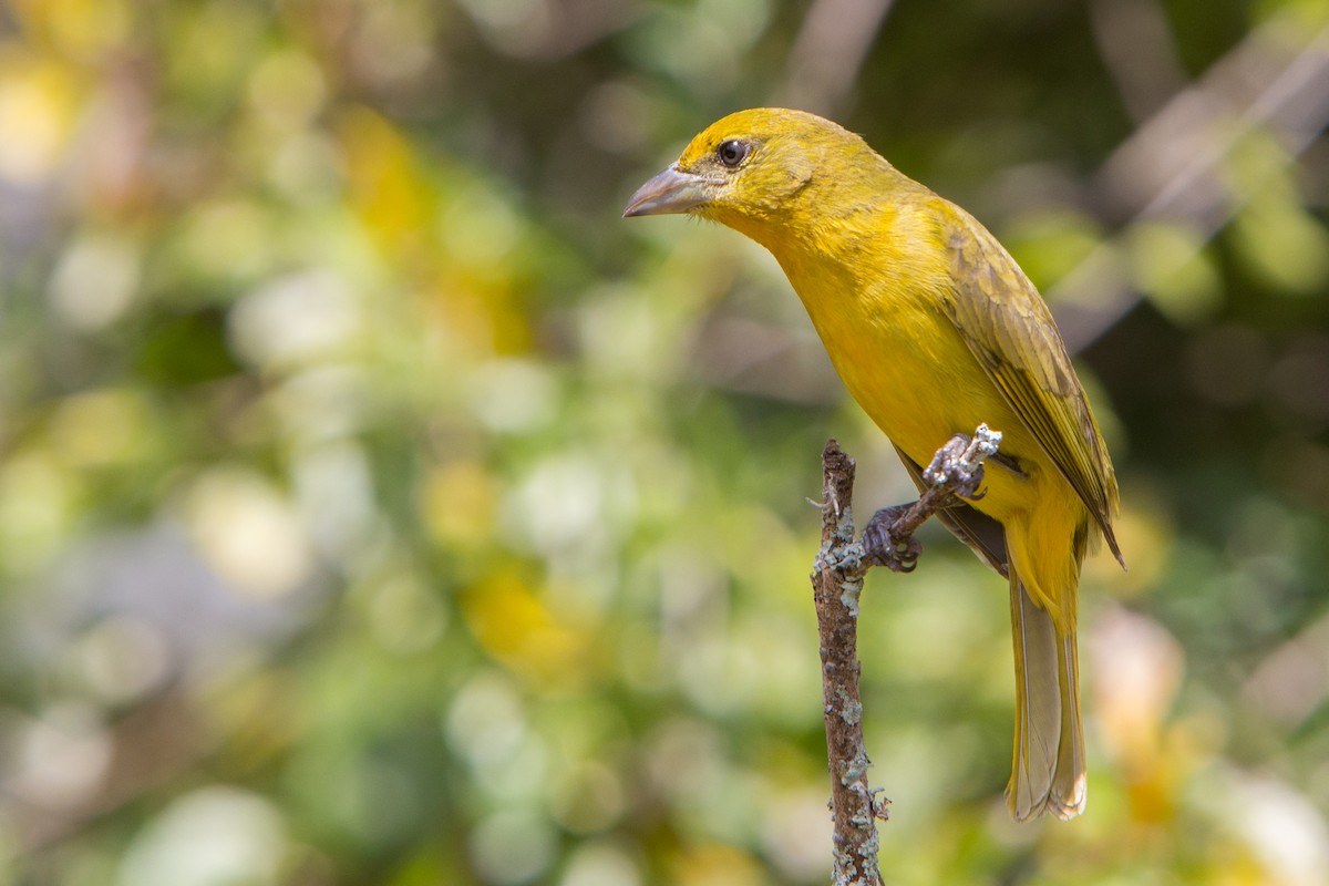Hepatic Tanager - ML211879711