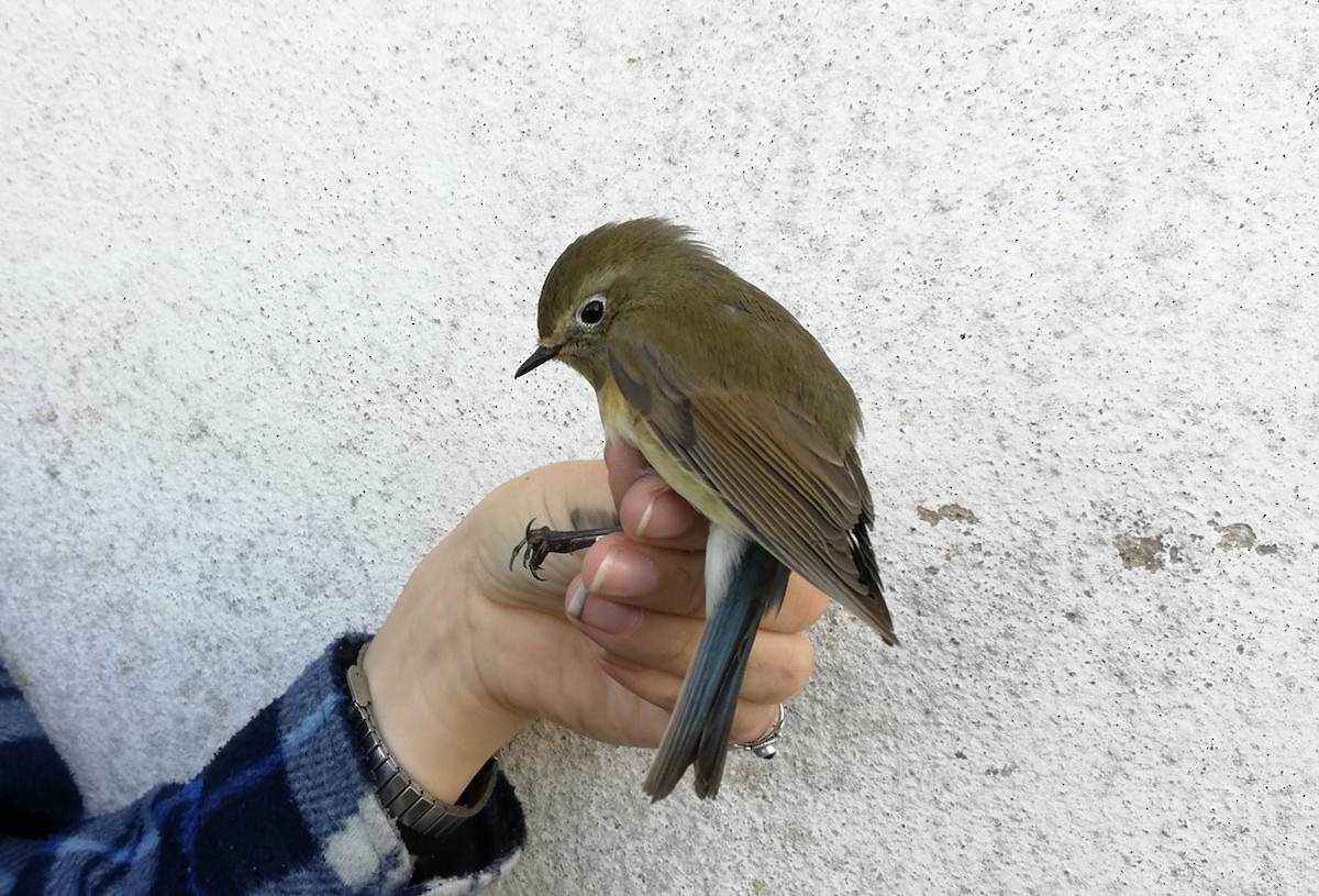 Red-flanked Bluetail - ML211881011