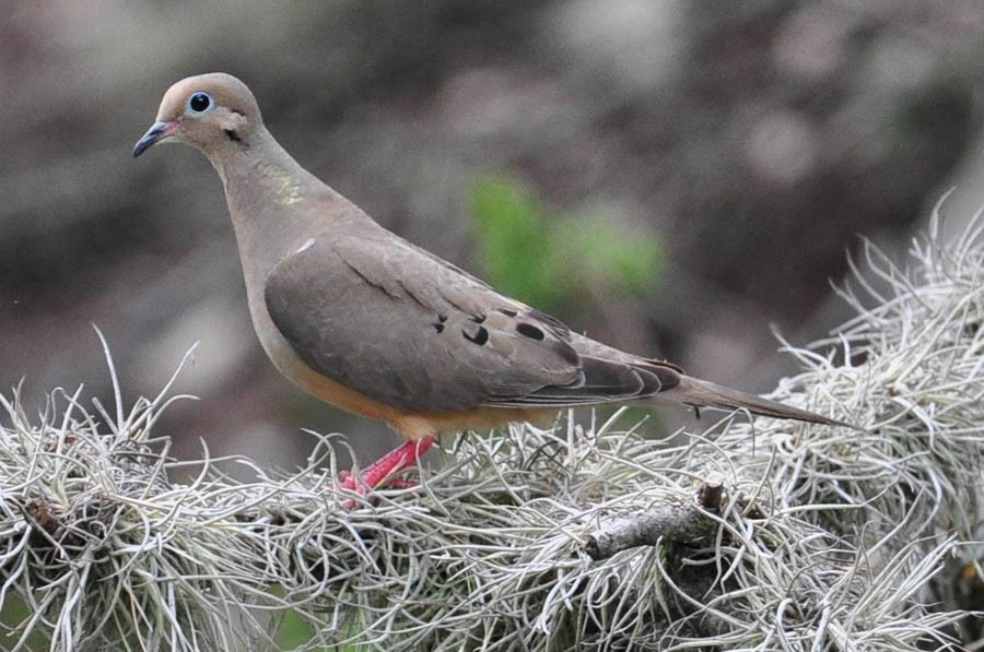 Mourning Dove - Troy Hibbitts