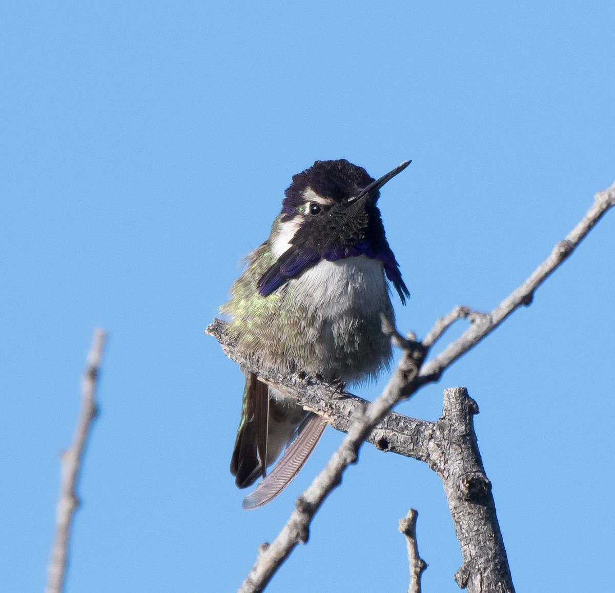 Costa's Hummingbird - ML211888161