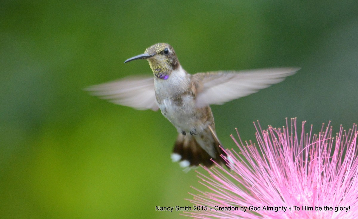 Black-chinned Hummingbird - Nancy Smith