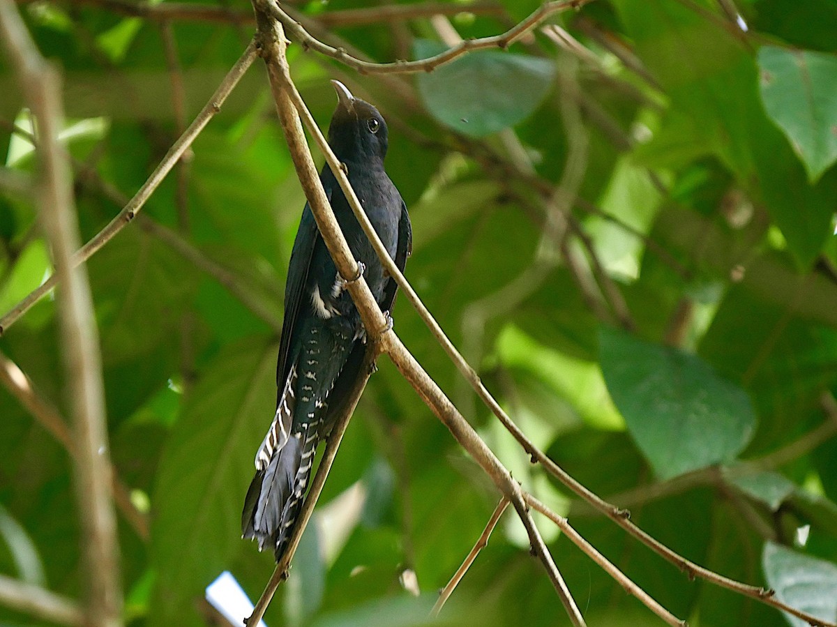 Square-tailed Drongo-Cuckoo - ML211890801