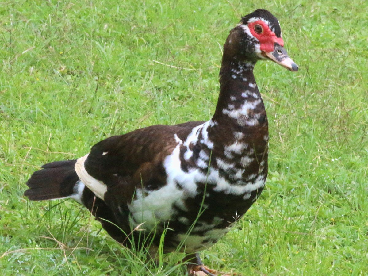 Muscovy Duck (Domestic type) - Peter Chen 2.0