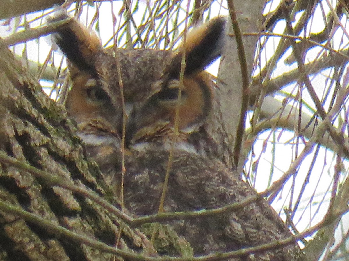 Great Horned Owl - ML211893761
