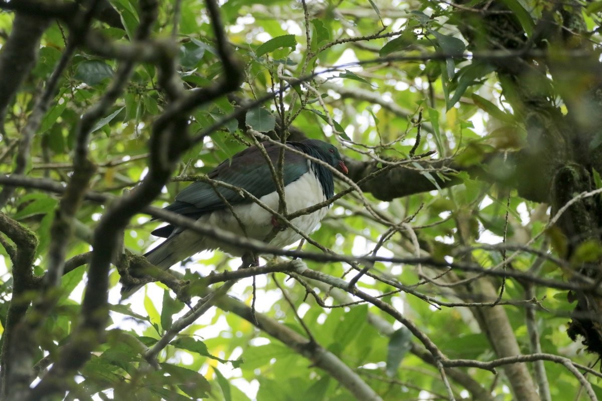 New Zealand Pigeon - ML211898711