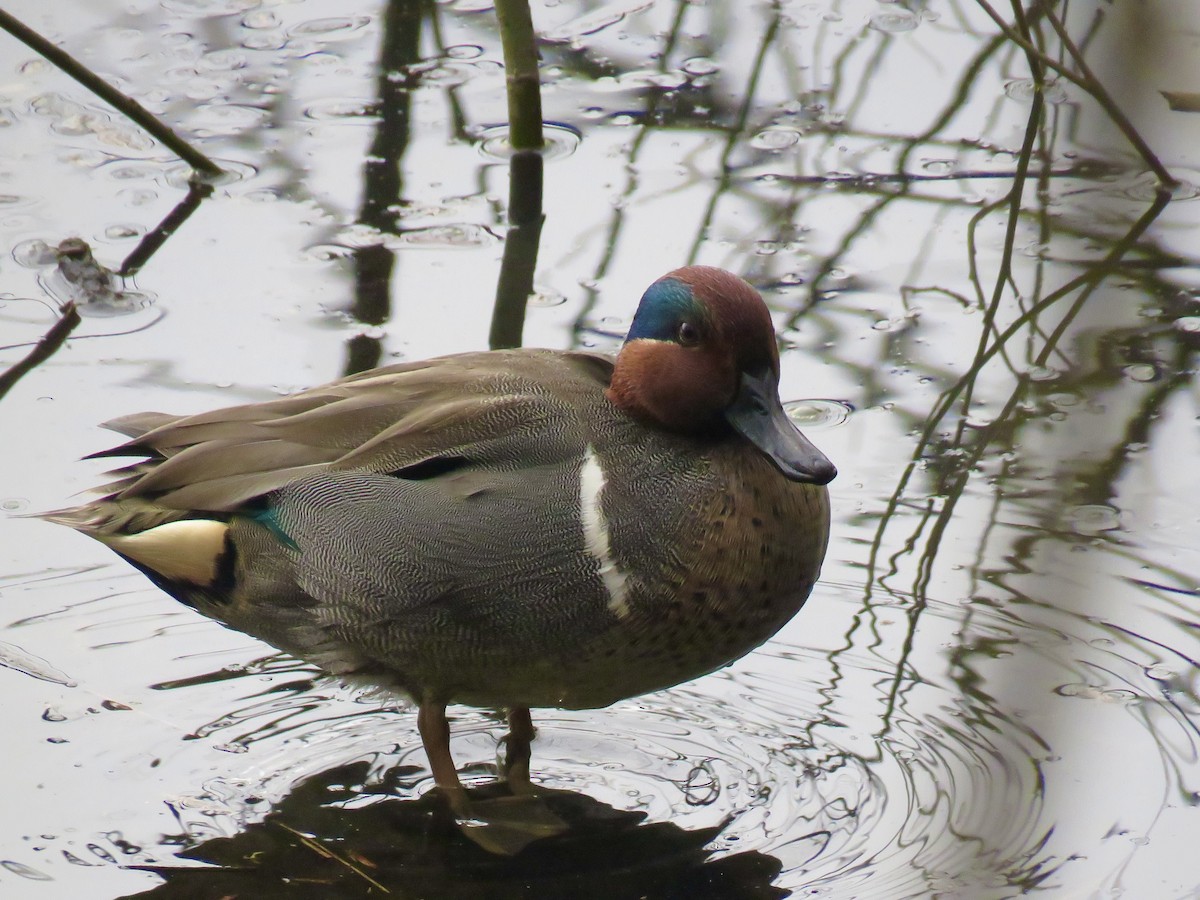 Green-winged Teal - ML211901981