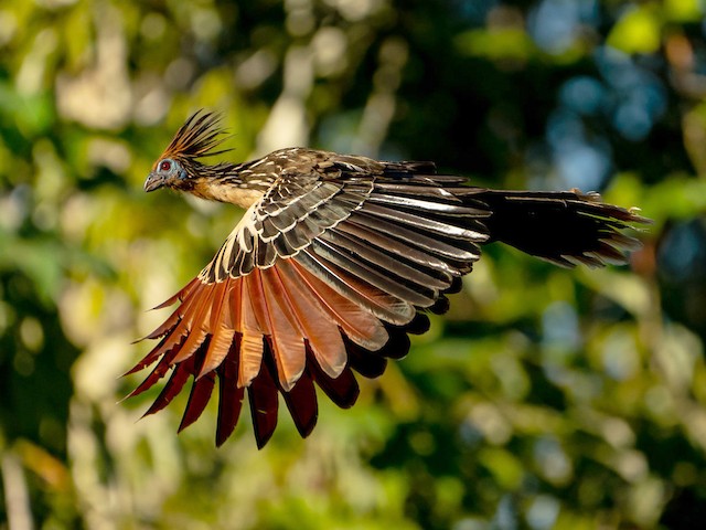 Plumages, Molts, and Structure - Hoatzin - Opisthocomus hoazin - Birds of the World