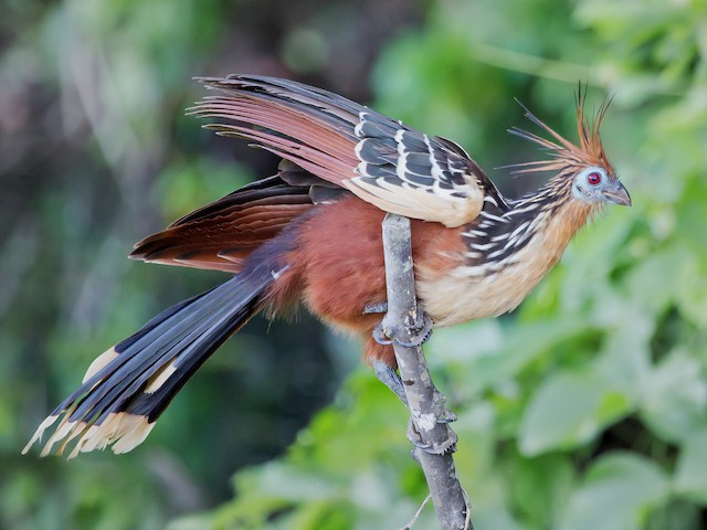 Plumages, Molts, and Structure - Hoatzin - Opisthocomus hoazin - Birds of the World