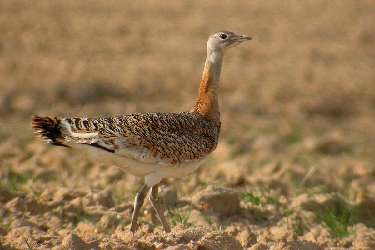 Great Bustard - Miguel Rouco